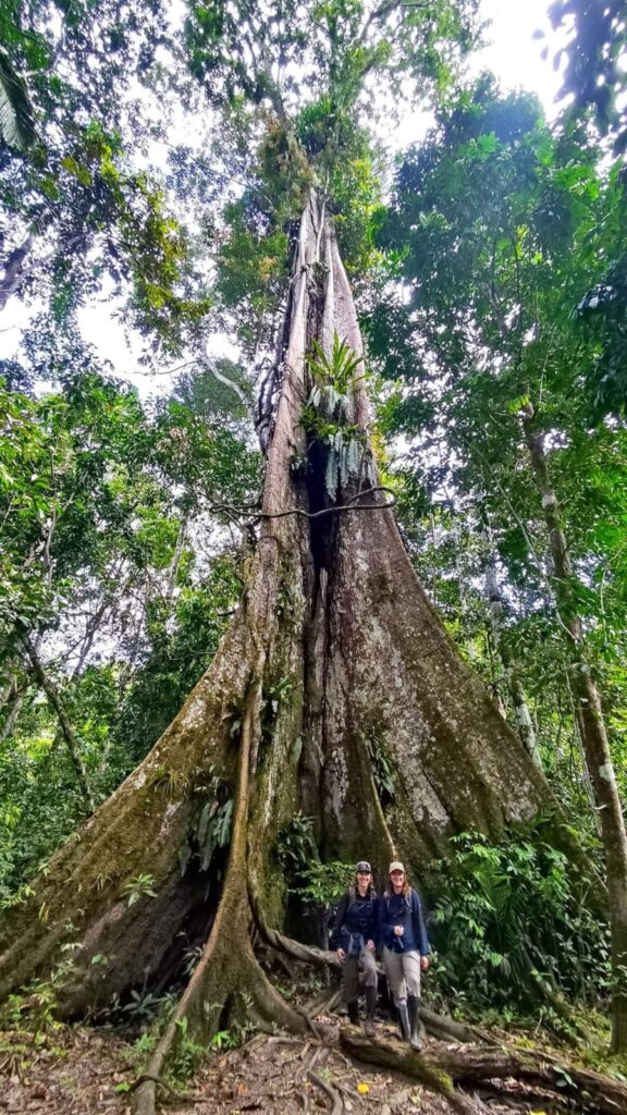 arboles gigantes2.jpg